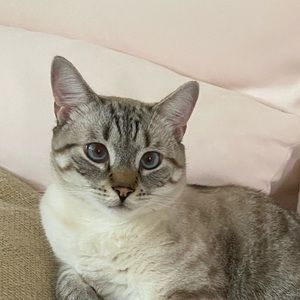 Meet your Posher, Tim yue chung